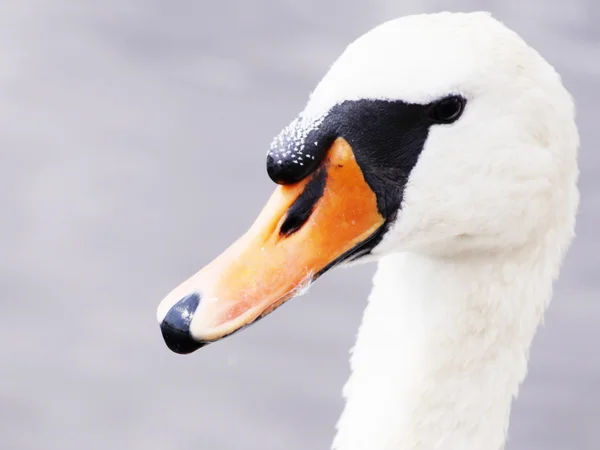 Swans huvud — Stockfoto