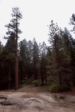 Sequoia National Park 001