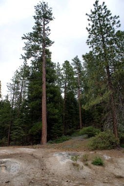 Sequoia National Park 008