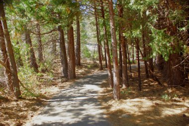 Sequoia National Park 012