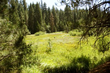 Sequoia National Park 015