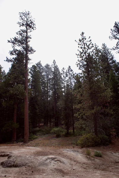 Národní park Sequoia 001 — Stock fotografie