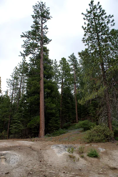 Národní park Sequoia 008 — Stock fotografie