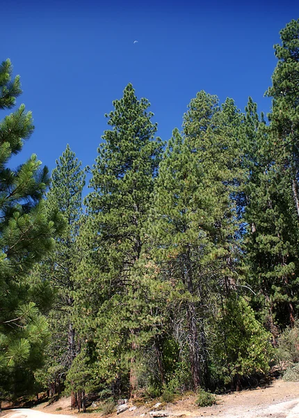 Stock image Sequoia National Park 013