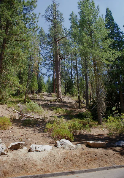 stock image Sequoia National Park 020