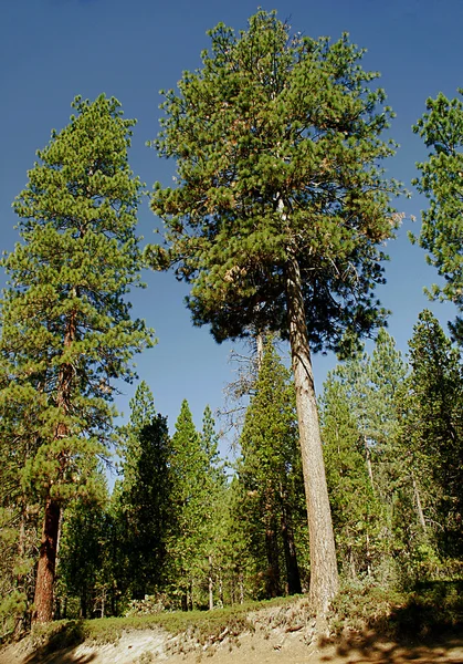 stock image Sequoia National Park 021