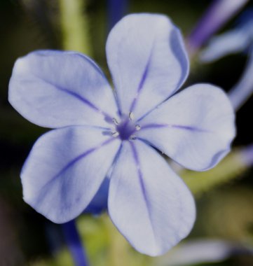 Cape Leadwort (Plumbago Auriculata)