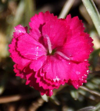 Tatlı William (Dianthus barbatus)