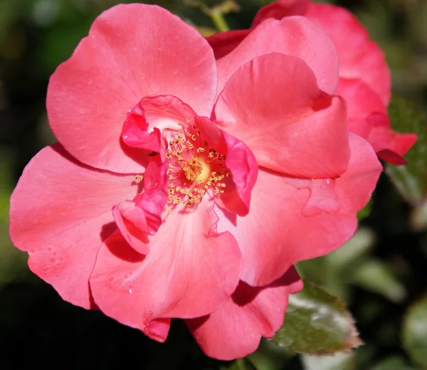 Belle poitevine róża — Zdjęcie stockowe