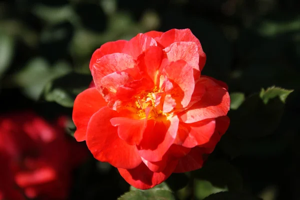 Wysoki Mak róża, róża magten — Zdjęcie stockowe