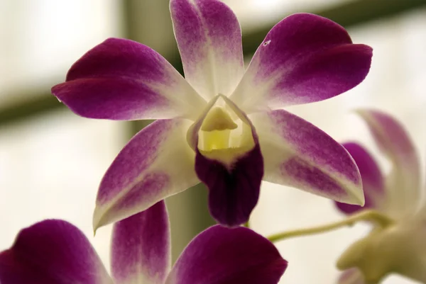 Ansellia orchidee (dendrobium aphyllum)) Stockbild