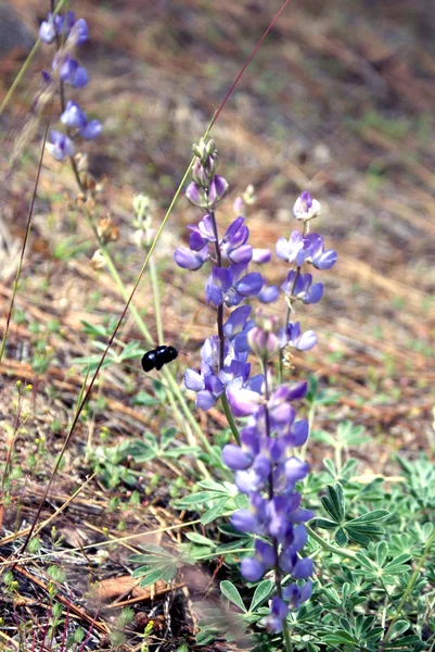 Pszczoła false indigo lub niebieski dzikiego indygo Zdjęcie Stockowe