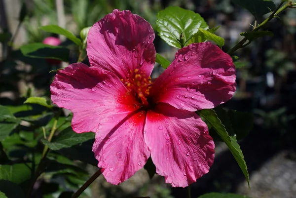 Hibiskus (hibiscus rosa-sinensis)) lizenzfreie Stockfotos