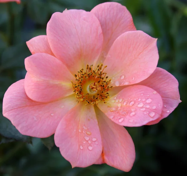 Wildrose (rosa acicularis)) Stockbild
