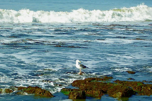 The Lonely Seagull Obrazy Stockowe bez tantiem