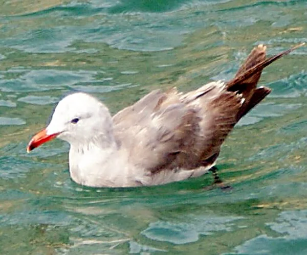 Gull śledzia (Larus argentatus) 002 — Zdjęcie stockowe