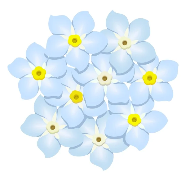 Forget-me-nots — Stock Vector