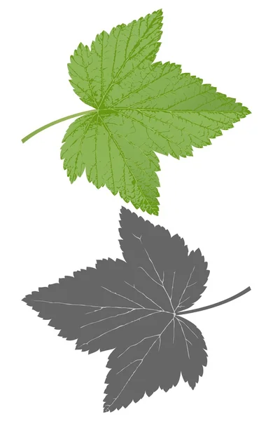 Currant leaf — Stock Vector