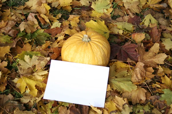 Halloween. pumpkin — Stock Photo, Image