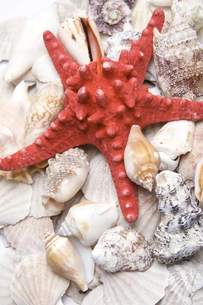 Estrella de mar roja — Foto de Stock