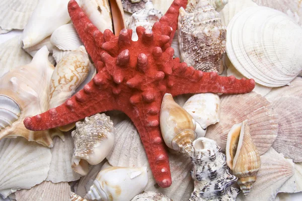 Estrela-do-mar vermelha — Fotografia de Stock