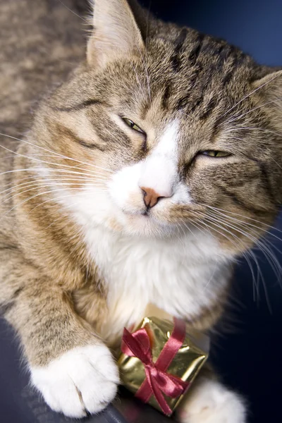 Праздник кошки — стоковое фото