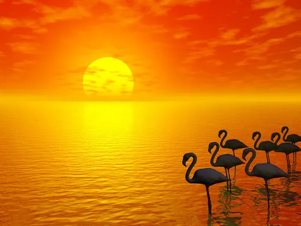 Sonnenuntergang und Flamingos — Stockfoto