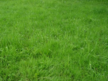 Wet grass clipart