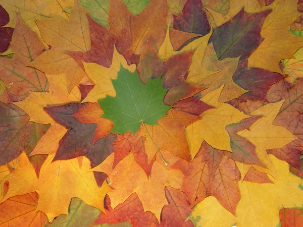 stock image Autumn pattern