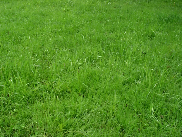 stock image Wet grass