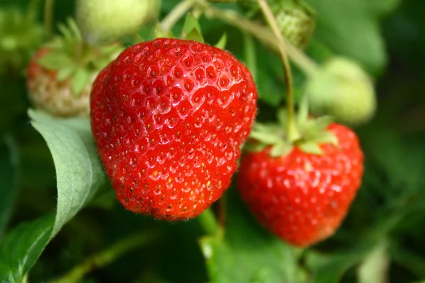 Weiche Erdbeere — Stockfoto