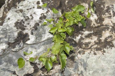 rock çubuğa huş