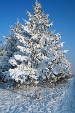 Snow-covered fir tree clipart