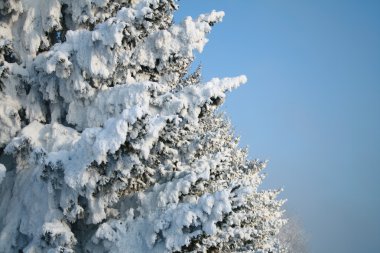 Fragment of snow-covered fir-tree clipart