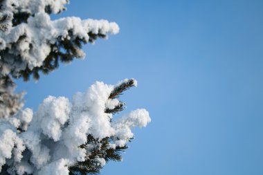 Snow-covered fir branch clipart