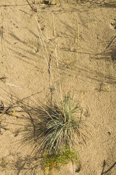 Clumps of dune grass in sand — Stock Photo, Image