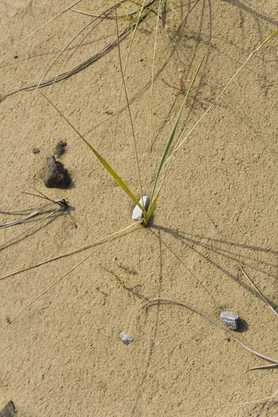 Pedaços de grama duna na areia — Fotografia de Stock