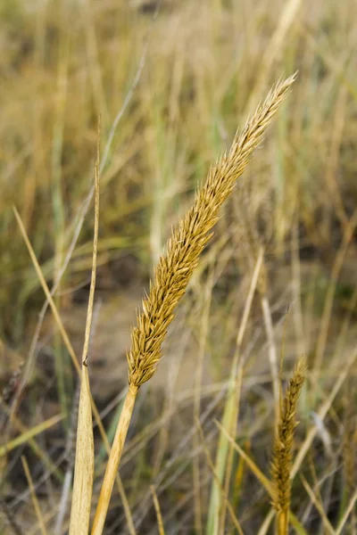 Ucho trávy v létě v Kazachstánu — Stock fotografie
