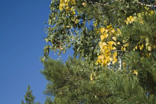 Fragment drzewo gałąź na błękitne niebo — Zdjęcie stockowe