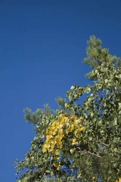 stock image Fragment of tree branch on blue sky