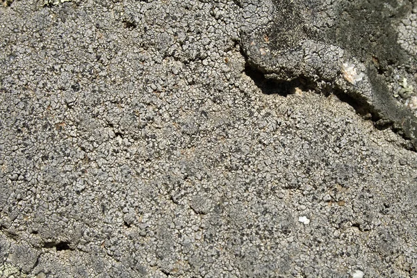 stock image Lichen on the stone