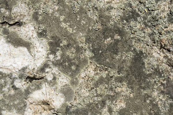 stock image Lichen on the stone