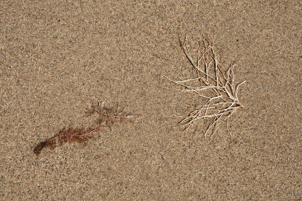 Wasserpflanze auf Sandhintergrund — Stockfoto
