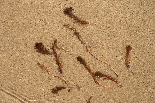 Plante aquatique sur fond de sable — Photo