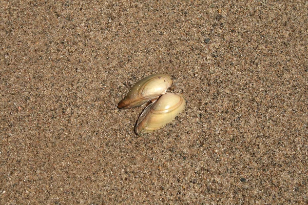Die Schale auf Sandgrund — Stockfoto