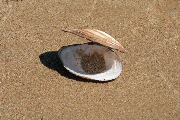 A concha no fundo de areia — Fotografia de Stock