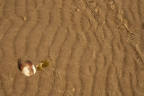 La coquille sur fond de sable — Photo