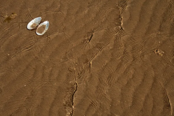 砂の背景にシェル — ストック写真