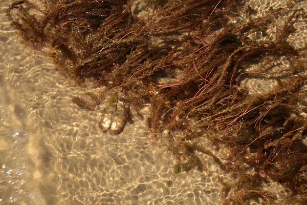 Водяные растения на песочном фоне — стоковое фото