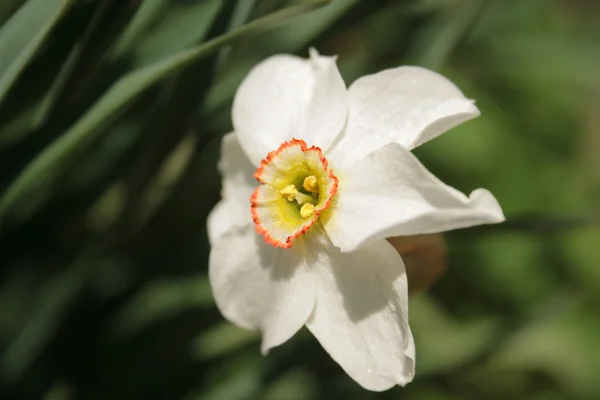 Biały kwiat narciss — Zdjęcie stockowe